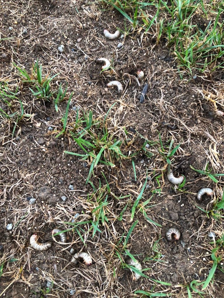grubs in lawn