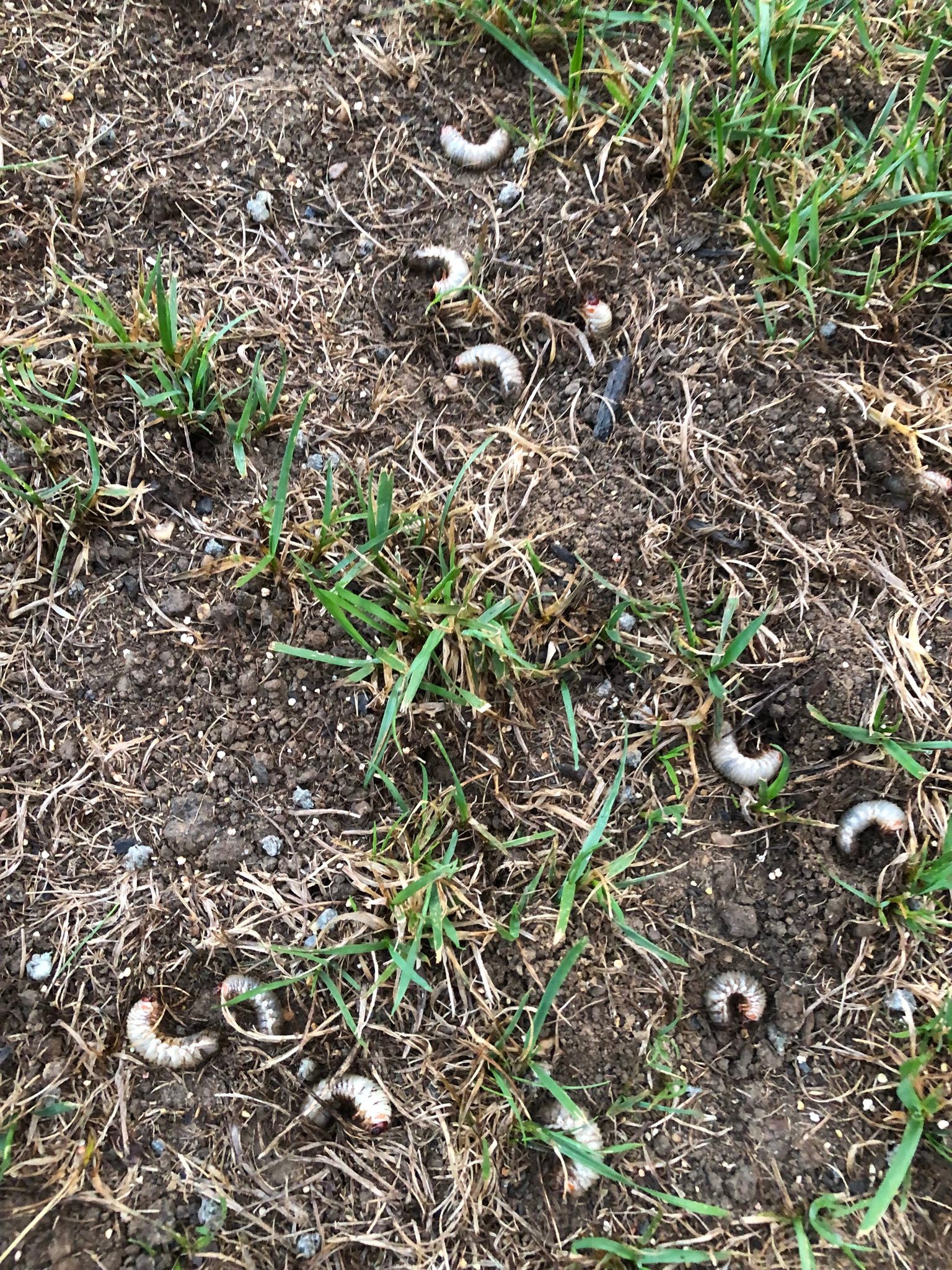 grubs in lawn
