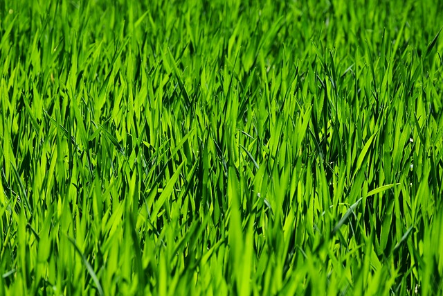 lawn-grass
